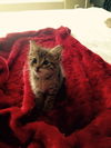 Binkie