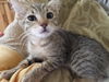 Binkie