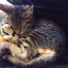 Binkie