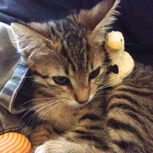 Binkie