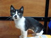 Smudge