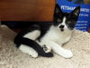 Smudge