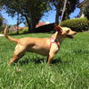 Lizzie