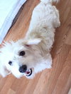 Mollie