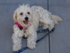Mollie