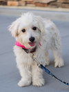 Mollie