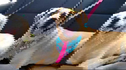 Kora