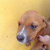 Mushu