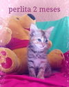 Perlita