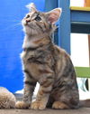 Perlita