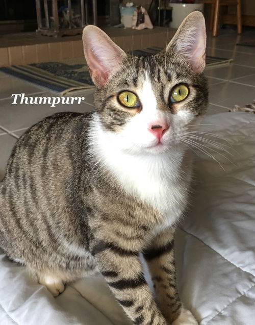 Thumpurr