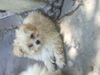 Junior