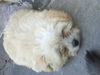 Junior