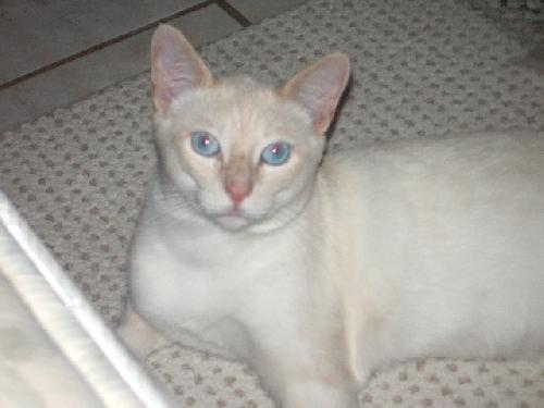 Simba