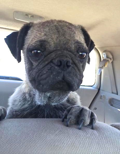 Pugsley