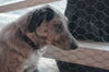 Phoebe
