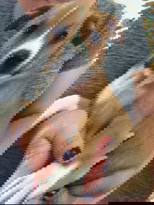 Trick