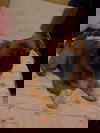 Pete