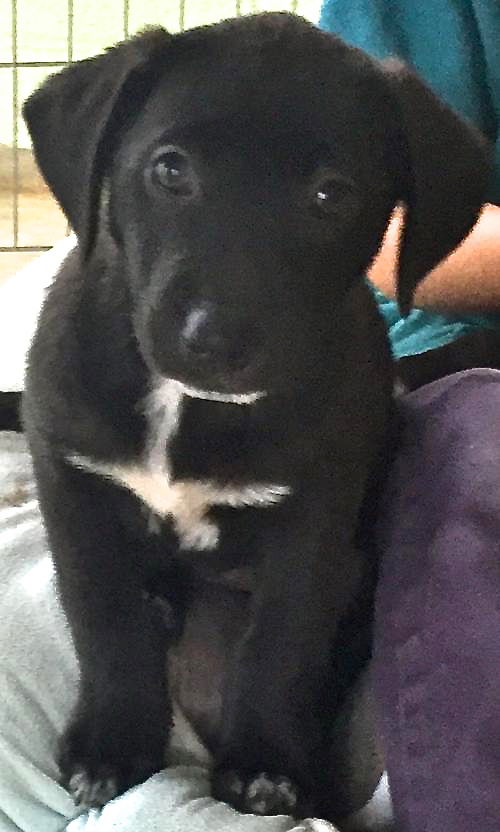 Piper
