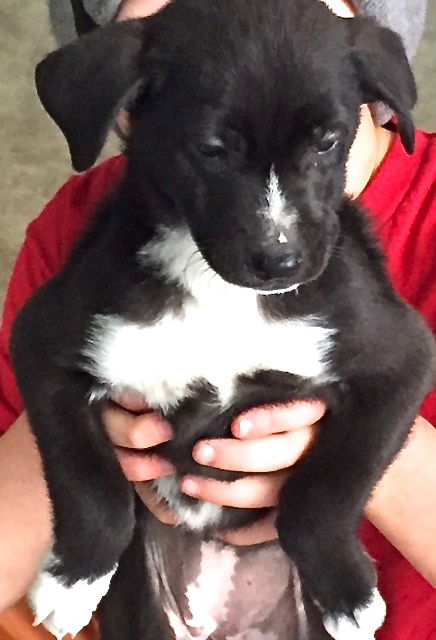 Scout