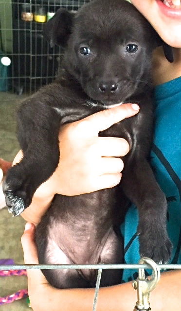 Penelope