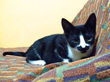 Meowstache