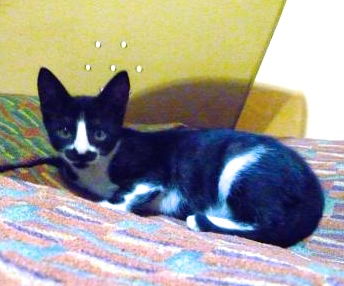 Meowington
