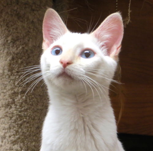 Meowser