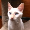 Meowser