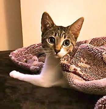 Piper