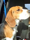 Bruno