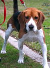 Bruno