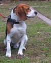 Bruno