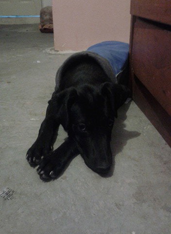 Andie