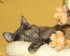Sweetpea
