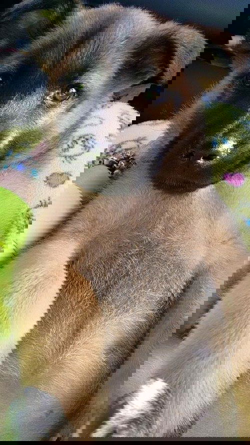 Maya