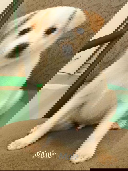 Greg