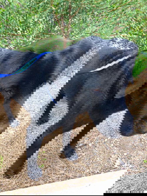 Niko