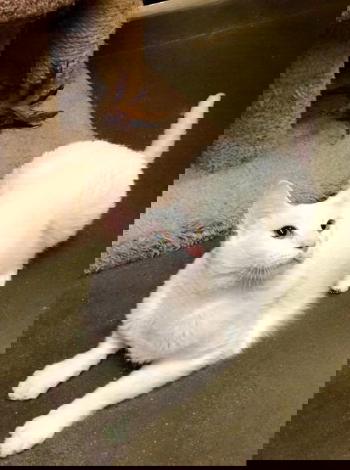 Eggbert