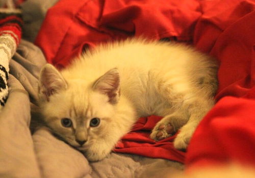 Jasper
