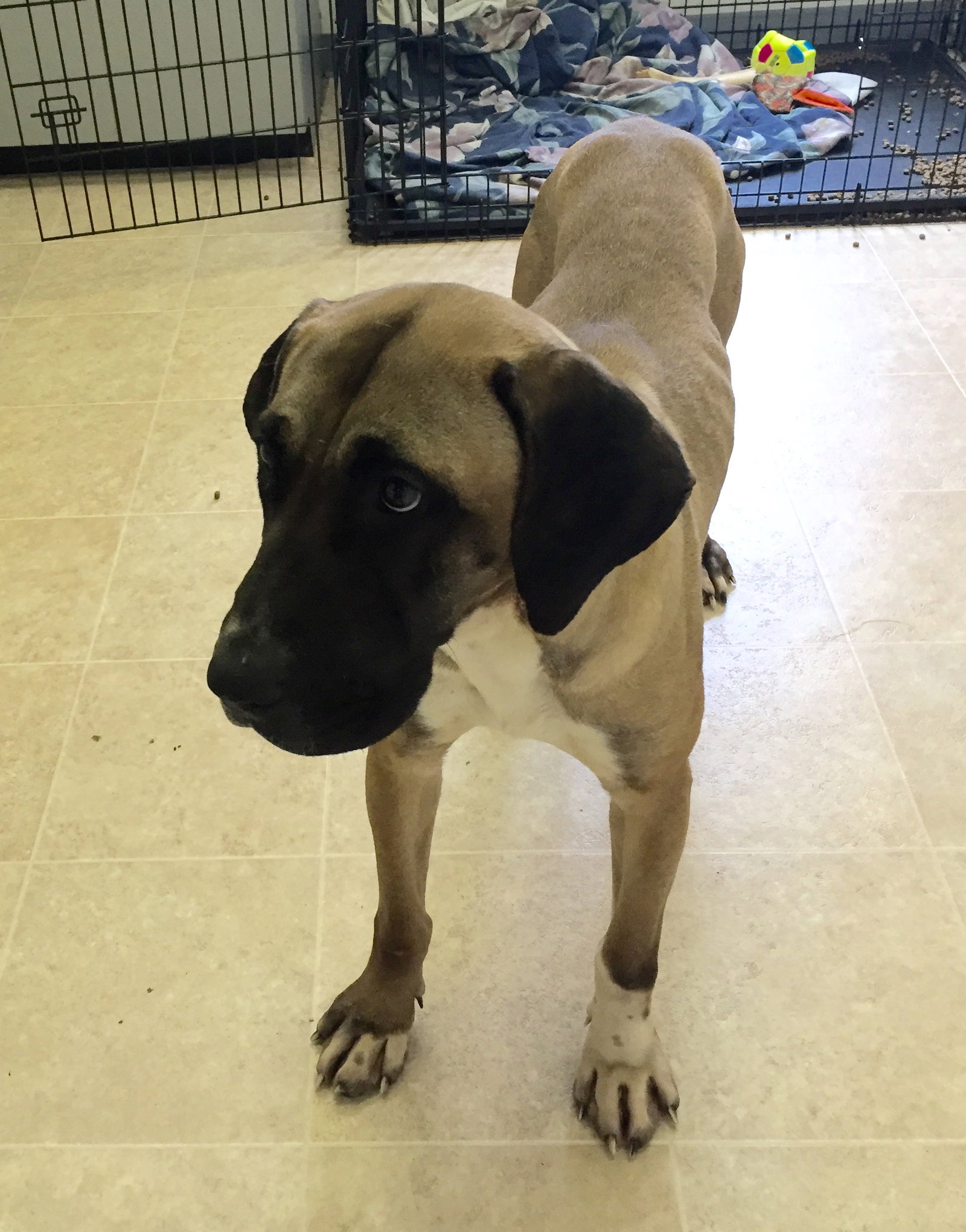 Dog for Adoption Grace (from South Korean meat farm), a English