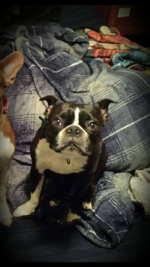 Orson