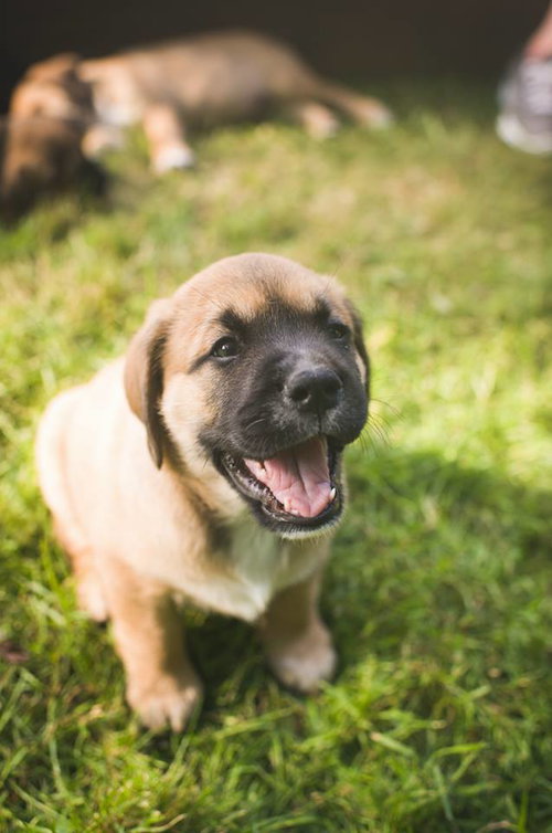 Murphy