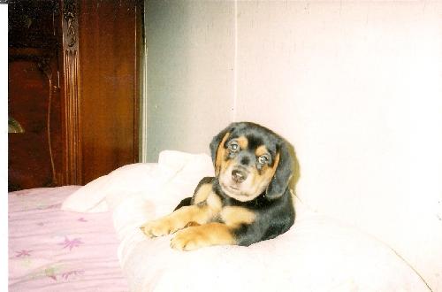 moki