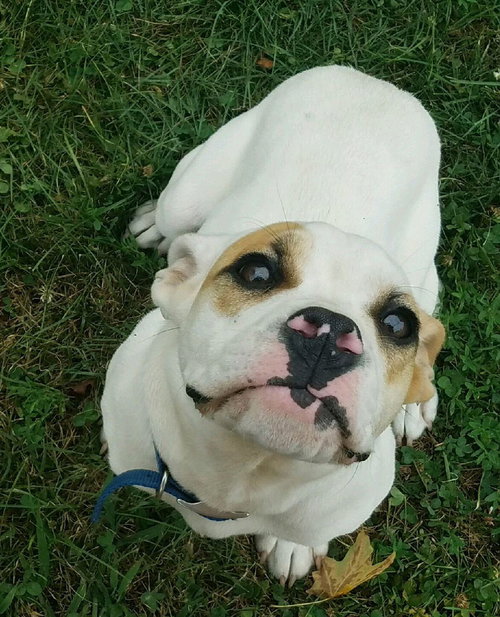 Buddy (happy, happy boy)