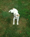 Buddy (happy, happy boy)