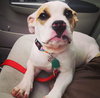 Buddy (happy, happy boy)