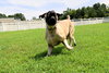 Delila