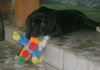 Bliss- PUPPY!