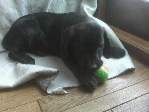 Jedi - PUPPY!!!